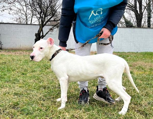 ALBINO CUCCIOLO DOGO ARGENTINO Foto 5